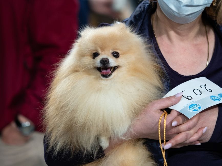 dog show prize money