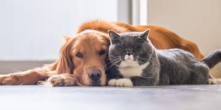 nestlé purina sweepstakes