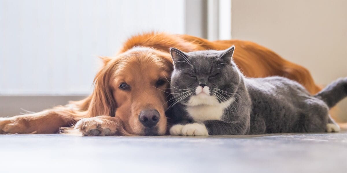 nestlé purina sweepstakes