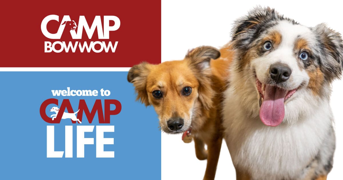 camp bow wow sweepstakes
