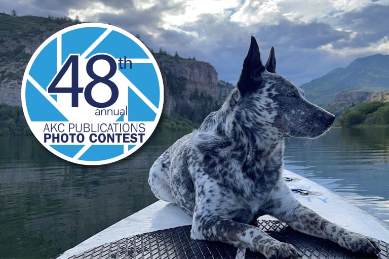american kennel club sweepstakes
